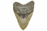 Fossil Megalodon Tooth - North Carolina #342158-1